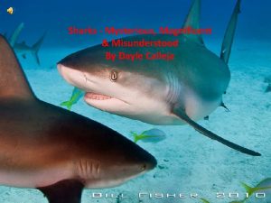 Sharks Mysterious Magnificent Misunderstood By Dayle Calleja The