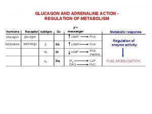 GLUCAGON AND ADRENALINE ACTION REGULATION OF METABOLISM Hormone