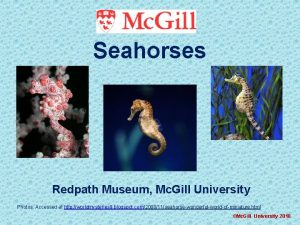 Seahorses Redpath Museum Mc Gill University Photos Accessed