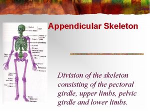 Appendicular Skeleton Division of the skeleton consisting of