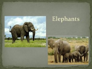 Elephants What do they eat Branches Grass Leaves