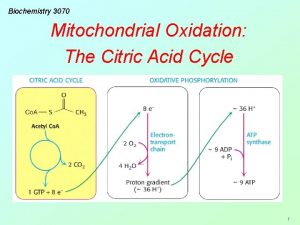 Biochemistry 3070 Mitochondrial Oxidation The Citric Acid Cycle