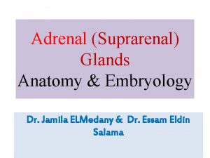 Adrenal Suprarenal Glands Anatomy Embryology Dr Jamila ELMedany