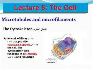 Lecture 5 The Cell Microtubules and microfilaments The