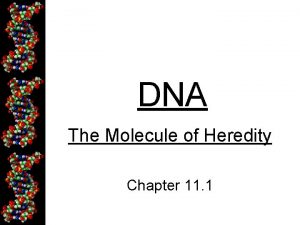 DNA The Molecule of Heredity Chapter 11 1