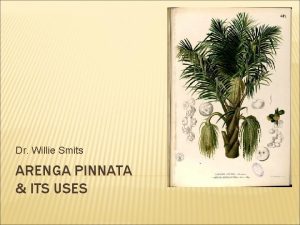 Dr Willie Smits ARENGA PINNATA ITS USES THE