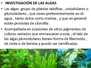 INVESTIGACIN DE LAS ALGAS Las algas grupo de