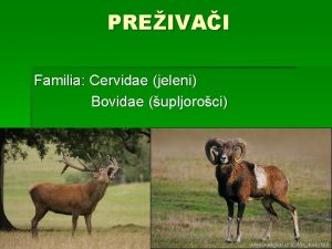 PREIVAI Familia Cervidae jeleni Bovidae upljoroci Familia Cervide