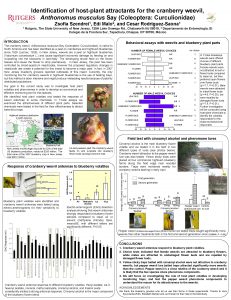 Identification of hostplant attractants for the cranberry weevil