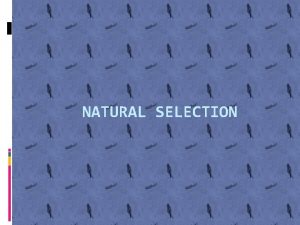 NATURAL SELECTION Natural Selection In a nutshell organisms