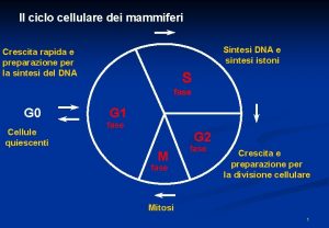 Il ciclo cellulare dei mammiferi Sintesi DNA e