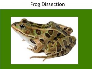 Frog Dissection Leopard Grass Frog Frogs are said