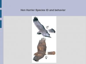 Hen Harrier Species ID and behavior Hen Harrier