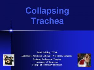 Collapsing Trachea Mark Bohling DVM Diplomate American College