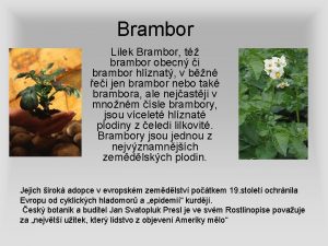 Brambor Lilek Brambor t brambor obecn i brambor