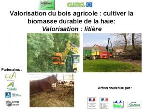 Valorisation du bois agricole cultiver la biomasse durable