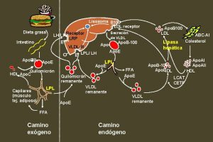 Lisosoma B 100 LDL receptor Dieta grasa Receptor