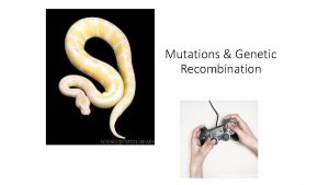 Mutations Genetic Recombination Mutation Permanent change in the