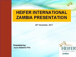 Heifer international zambia