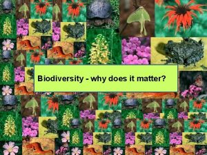 Biodiversity why does it matter Biodiversity in the