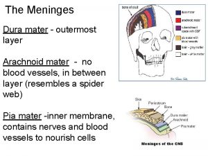 The Meninges Dura mater outermost layer Arachnoid mater