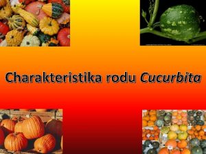 Charakteristika rodu Cucurbita ele Cucurbitaceae esky tykvovit nebo