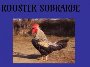 ROOSTER SOBRARBE Origin These hens are the PrePyrenees