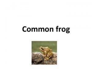 Common frog Classification The Common Frog Rana temporaria