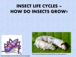 INSECT LIFE CYCLES HOW DO INSECTS GROW http