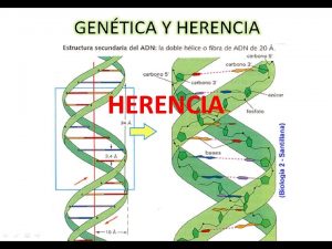 HERENCIA Principios de la genetica Hablar de herencia