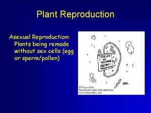 Plant Reproduction Asexual Reproduction Plants being remade without