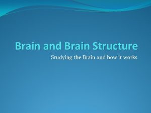 Brain and Brain Structure Studying the Brain and