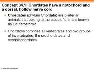 Concept 34 1 Chordates have a notochord and