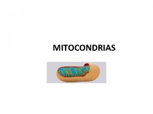 MITOCONDRIAS MITOCONDRIAS PRESENTES EN TODAS LAS CELULAS EUCARIOTAS