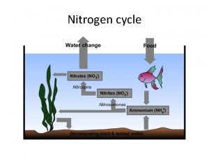 Nitrogen cycle Nitrogen cycle Important steps Stage 1