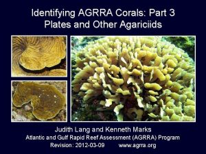 Identifying AGRRA Corals Part 3 Plates and Other