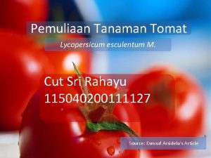 Pemuliaan Tanaman Tomat Lycopersicum esculentum M Cut Sri