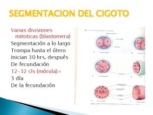 SEGMENTACION DEL CIGOTO Varias divisiones mitoticas blastomera Segmentacin