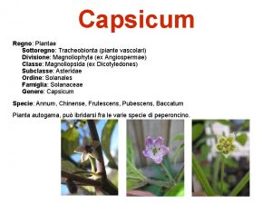 Capsicum Regno Plantae Sottoregno Tracheobionta piante vascolari Divisione