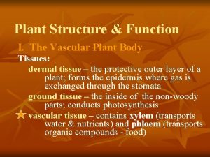 Plant Structure Function I The Vascular Plant Body