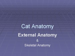 Cat Anatomy External Anatomy Skeletal Anatomy More Characteristics