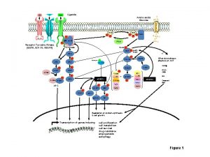 Ligands Amino acids Glucose PIP 3 PIP 2