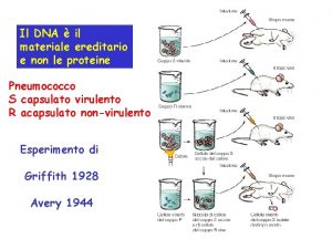 Il DNA il materiale ereditario e non le