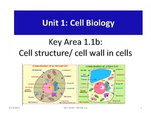 Unit 6 cell ultrastructure answers