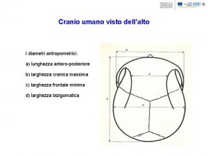 Cranio umano visto dellalto I diametri antropometrici a