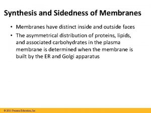 Synthesis and sidedness of membranes