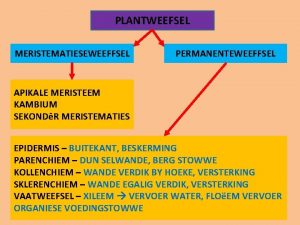 PLANTWEEFSEL MERISTEMATIESEWEEFFSEL PERMANENTEWEEFFSEL APIKALE MERISTEEM KAMBIUM SEKONDR MERISTEMATIES