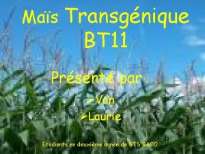 Mas Transgnique BT 11 Prsent par Van Laurie