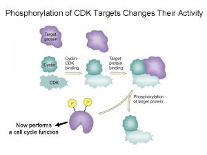 Phosphorylation of CDK Targets Changes Their Activity Now