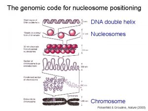 The genomic code for nucleosome positioning DNA double